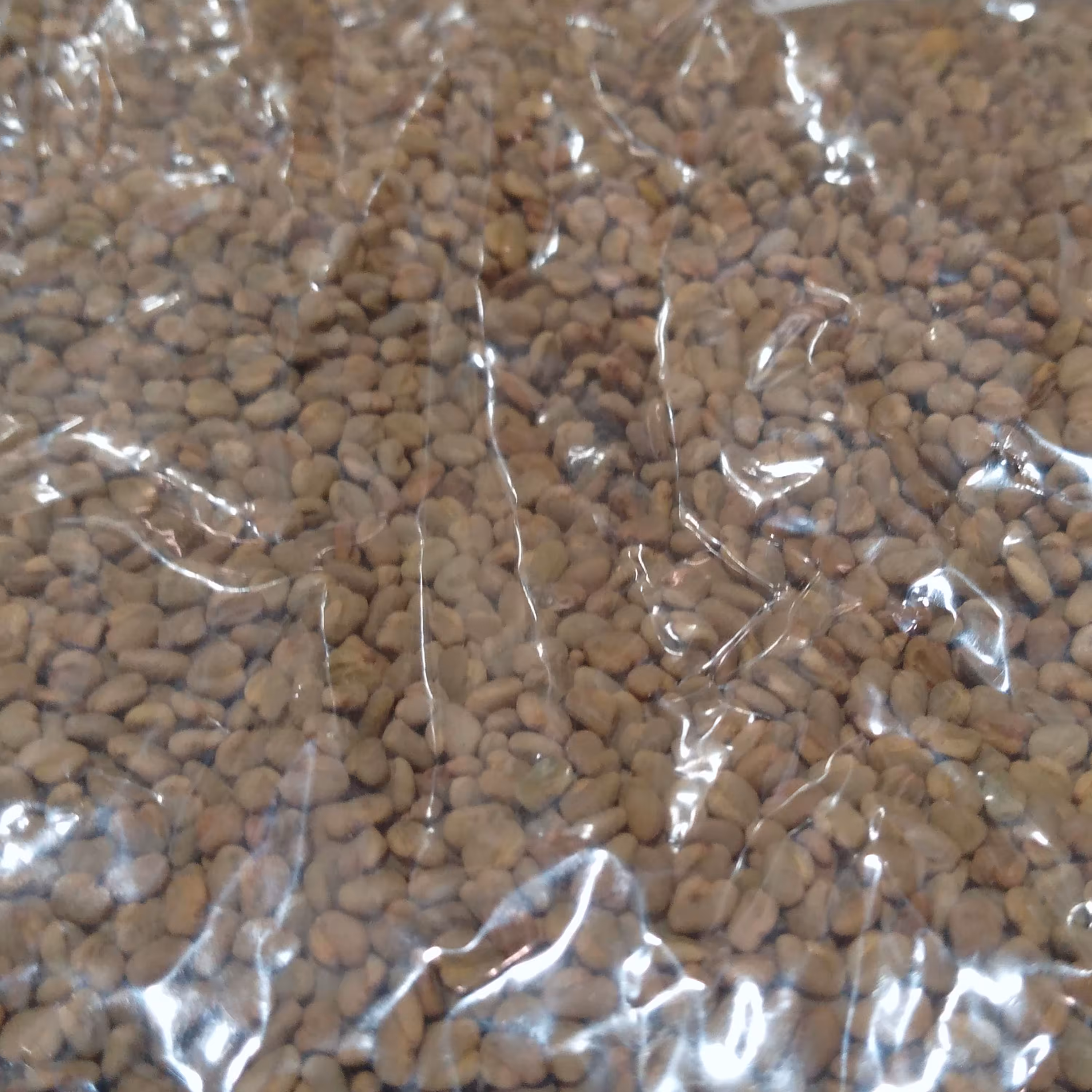 تخم شنبلیله 