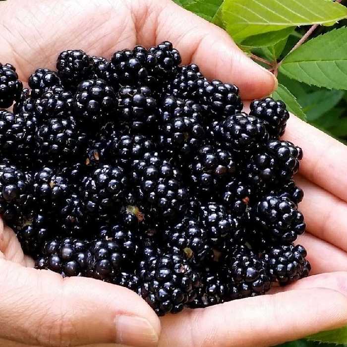 مربای تمشک وحشی