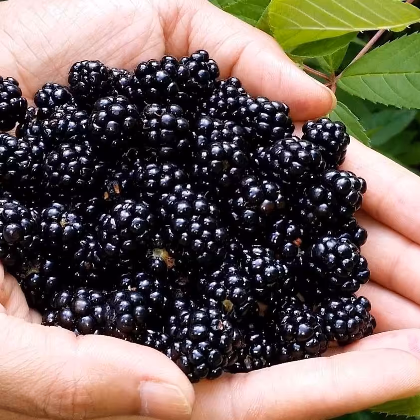 مربای تمشک وحشی