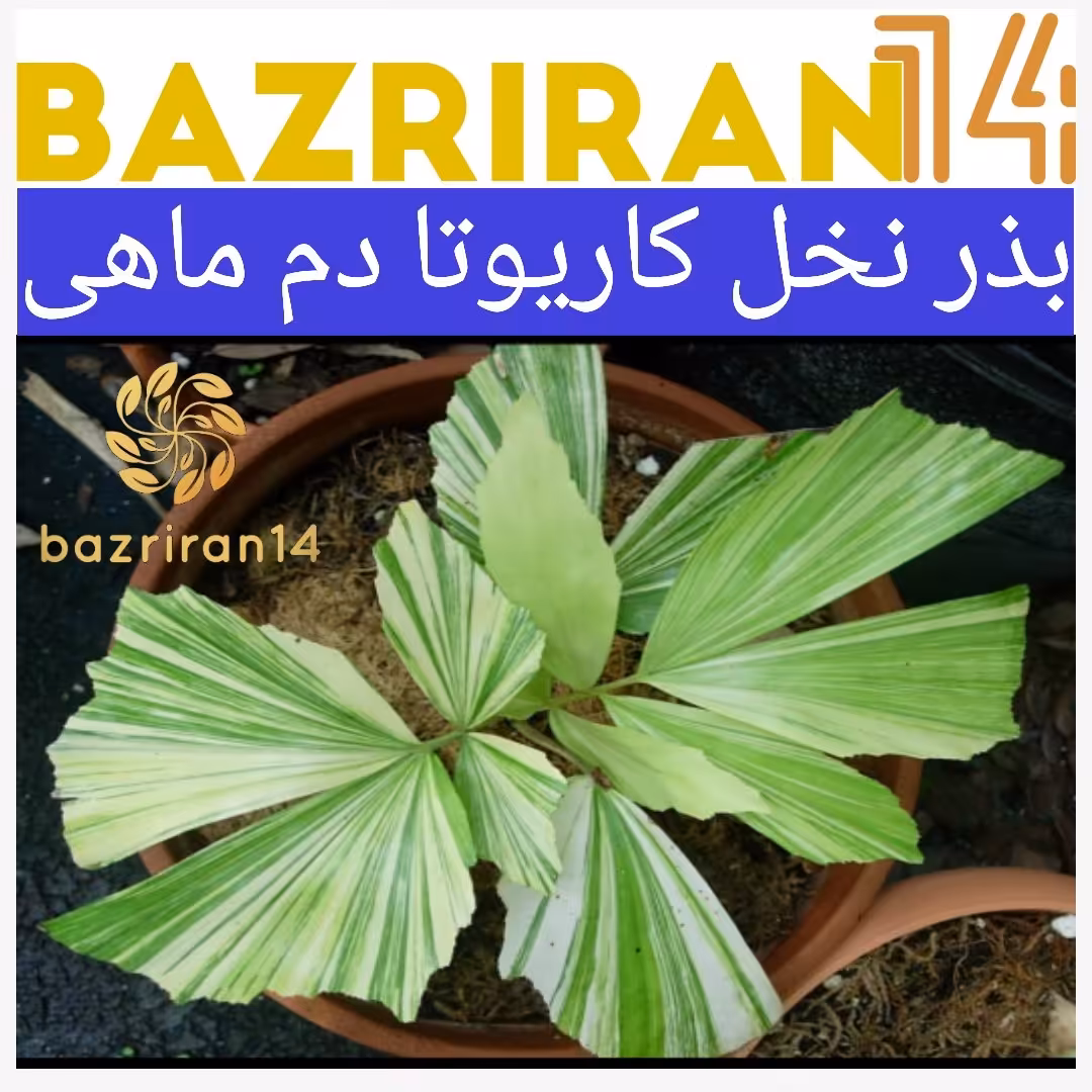 بذر نخل کاریوتا با کیفیت بسیار بالا بسته 3 عددی