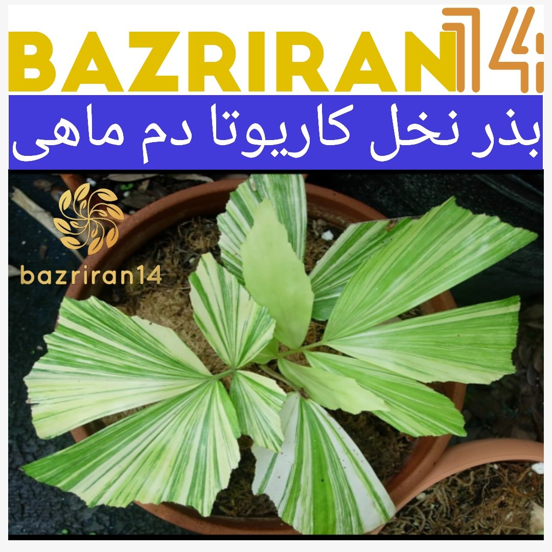 بذر نخل کاریوتا با کیفیت بسیار بالا بسته 3 عددی