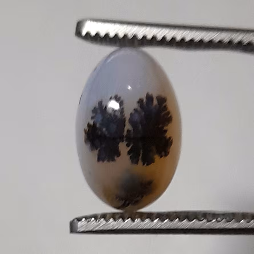 شجر قائن طبیعی و معدنی کد 580