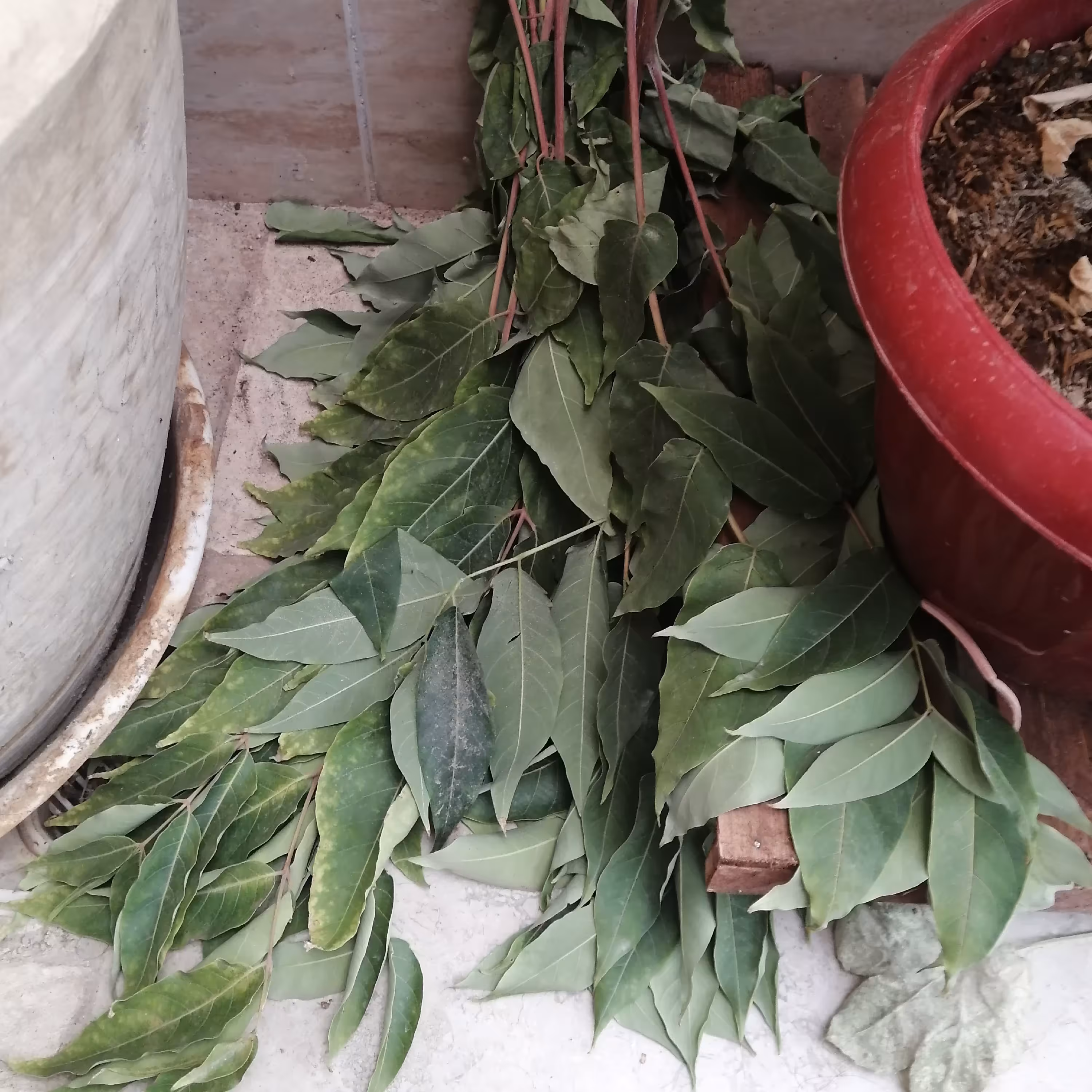 برگ درخت عرعر یک سیر