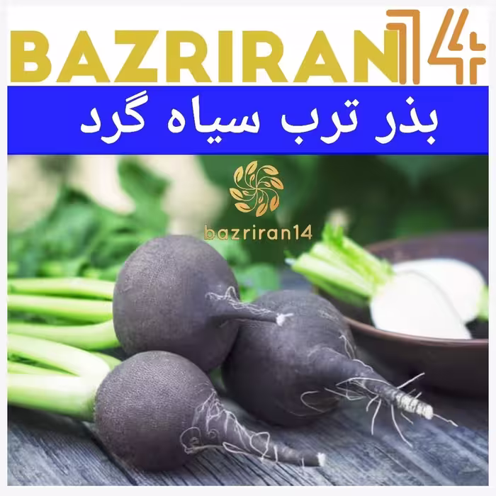 بذر ترب سیاه گرد