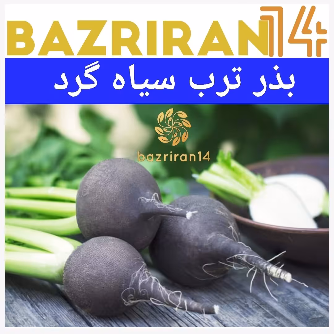 بذر ترب سیاه گرد