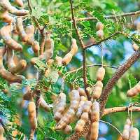نهال تمر بالغ شیرین وارداتی