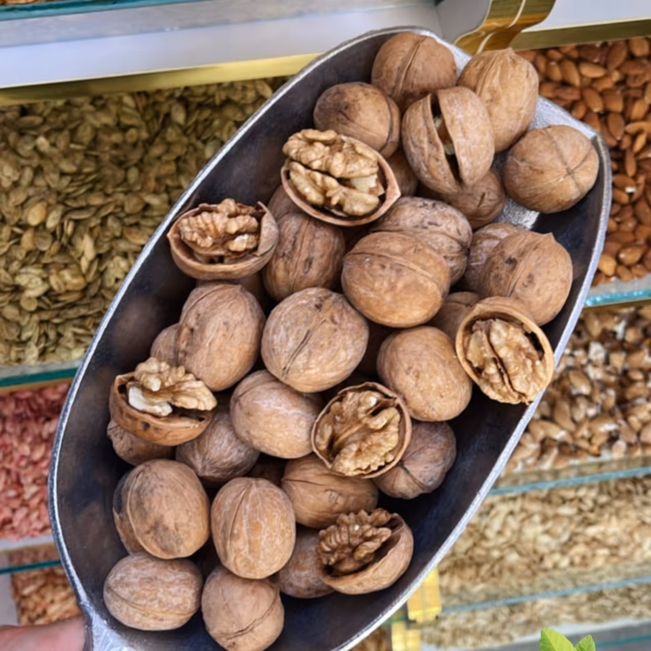 گردو پوست کاغذی