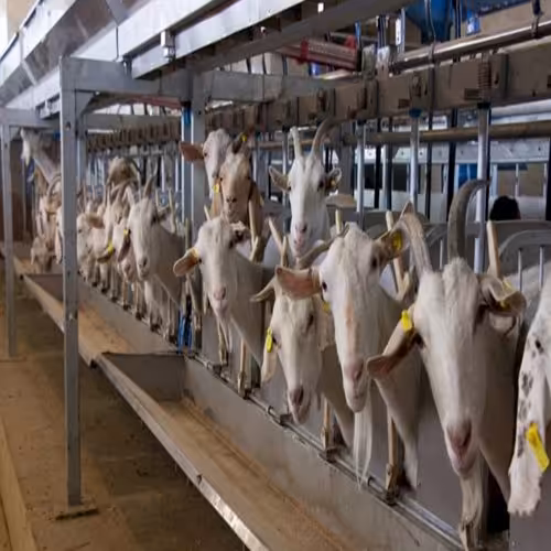 طرح توجیهی پرورش بزهای شیری - Tarhtojihi.org