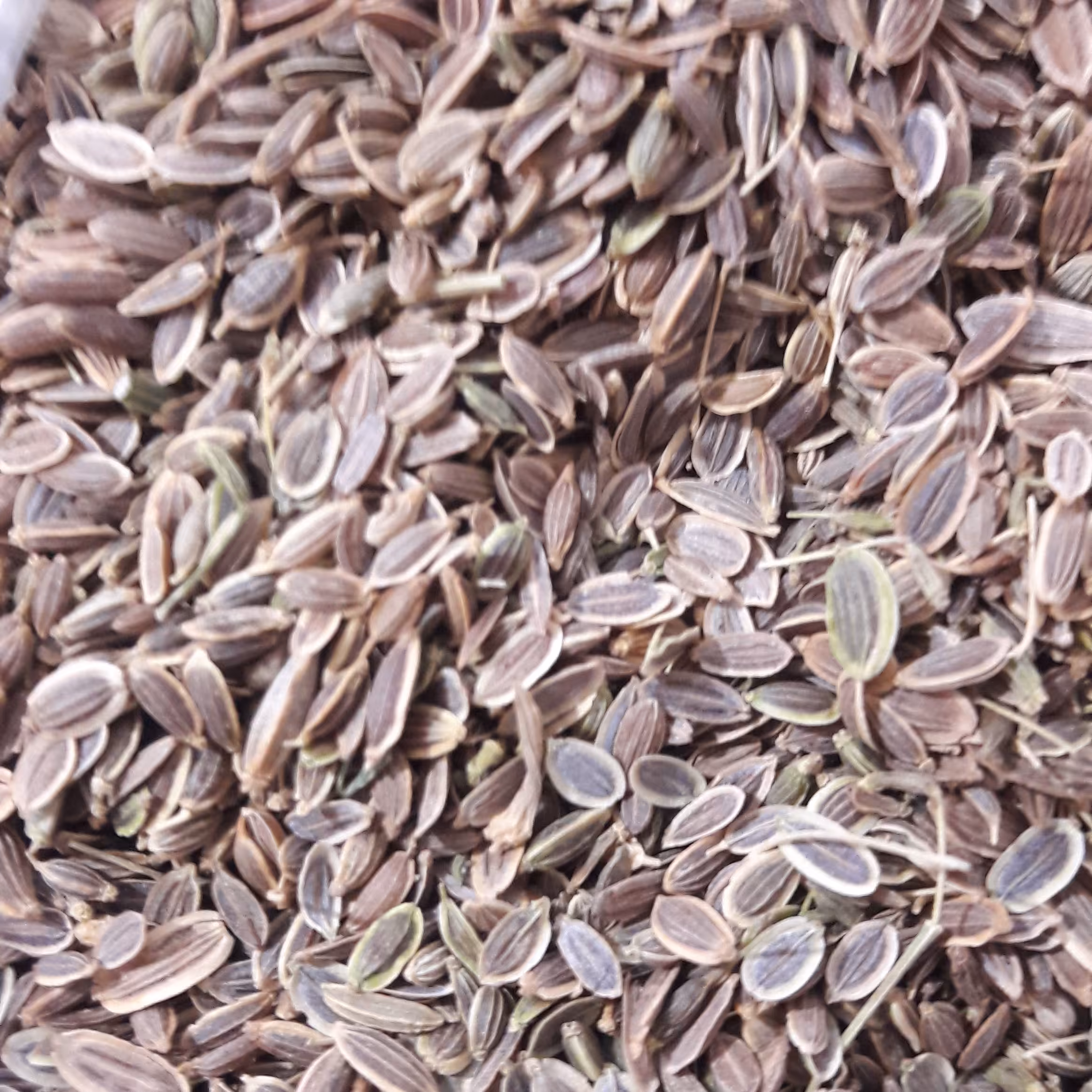 تخم شوید 100 گرمی