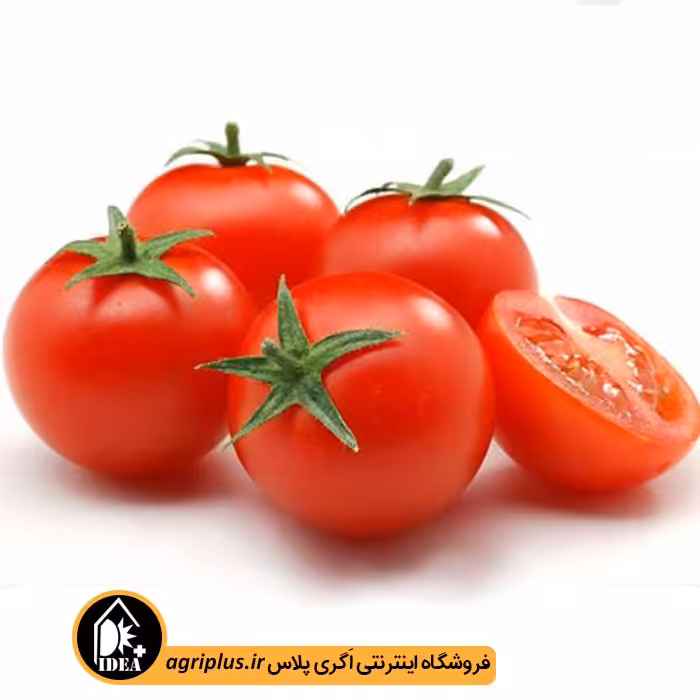 بذر گوجه فرنگی بسته بندی خانگی