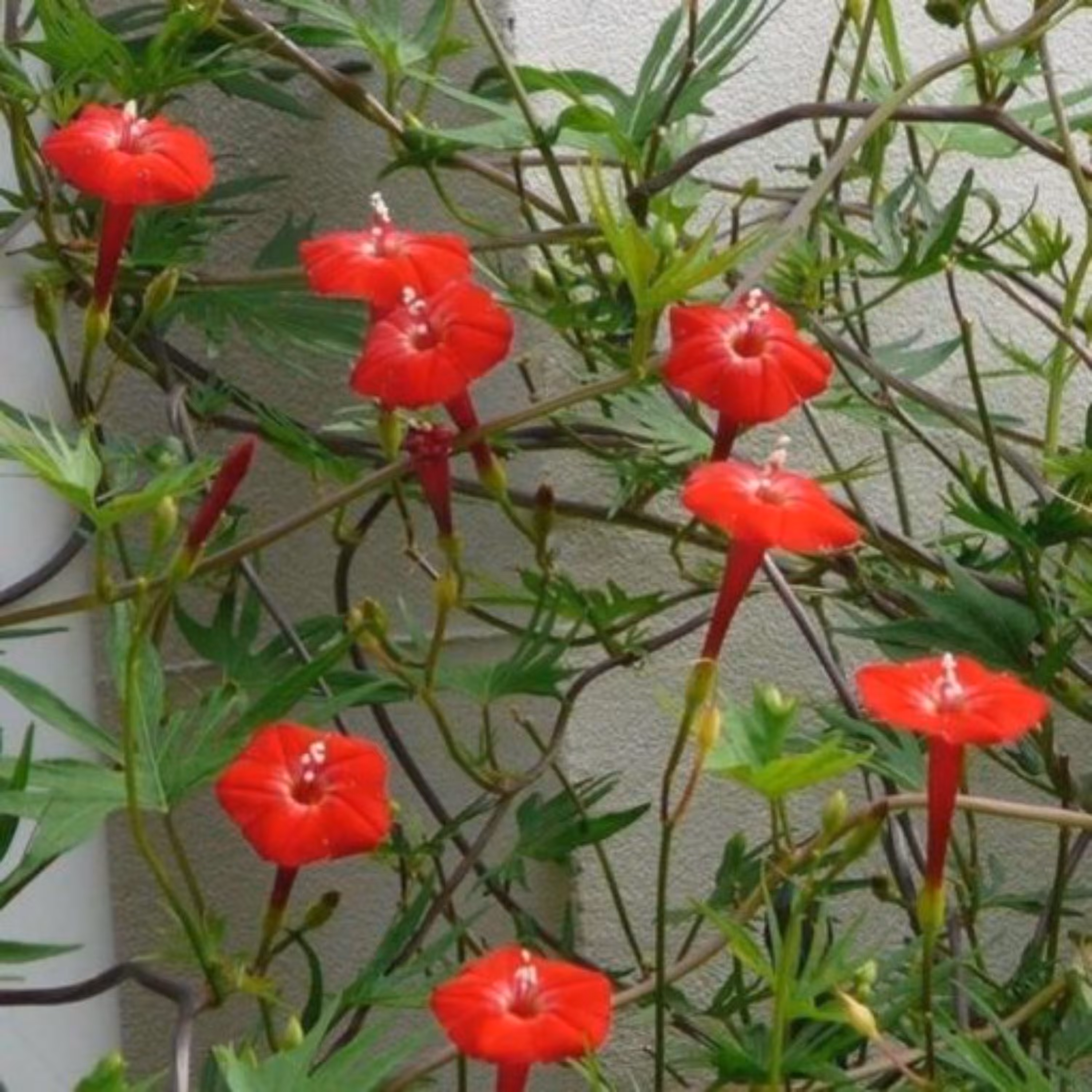 بذر نیلوفر پیچک کاردینال آمریکایی بسته 5 عددی