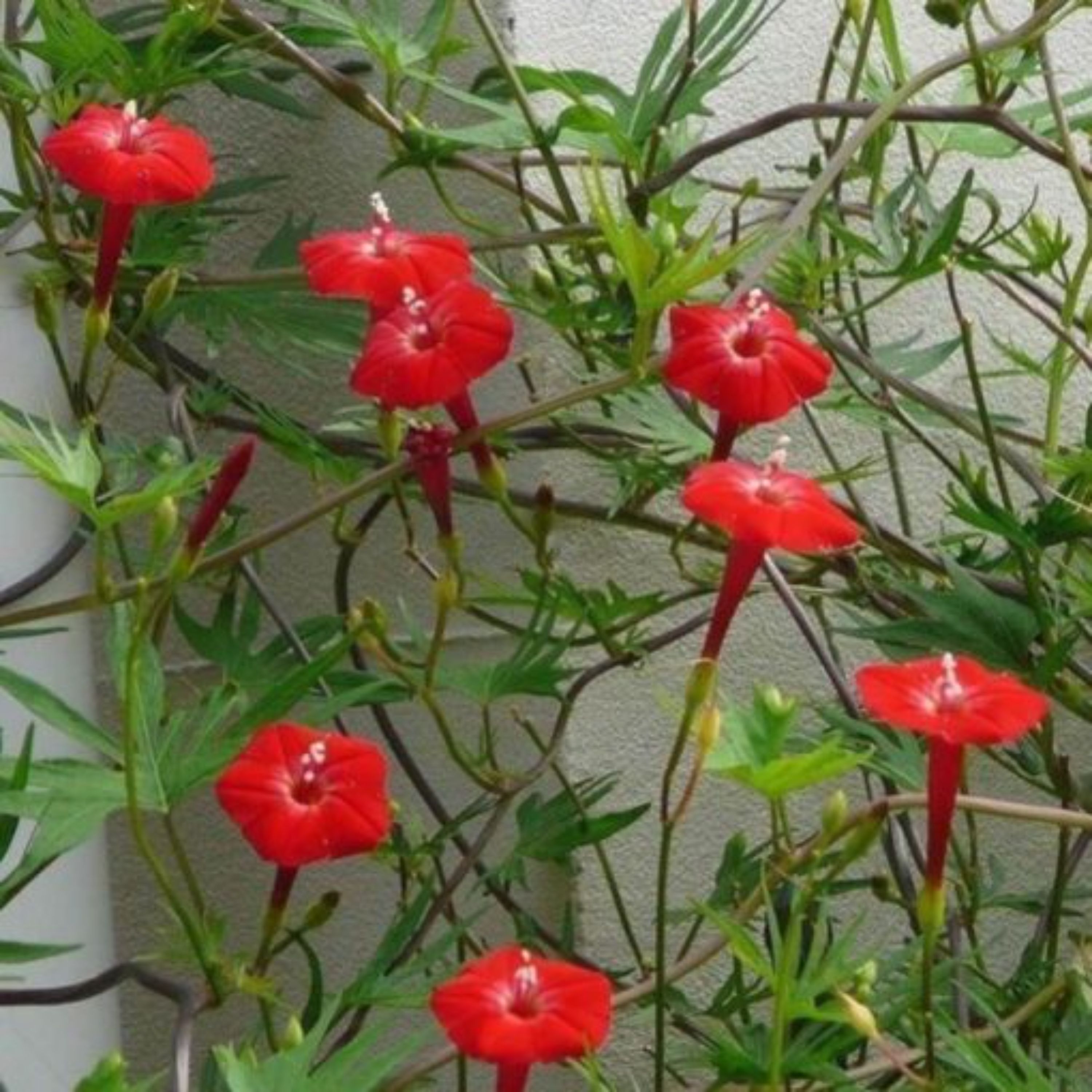 بذر نیلوفر پیچک کاردینال آمریکایی بسته 5 عددی