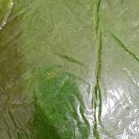لواشک کیوی (5000گرمی)