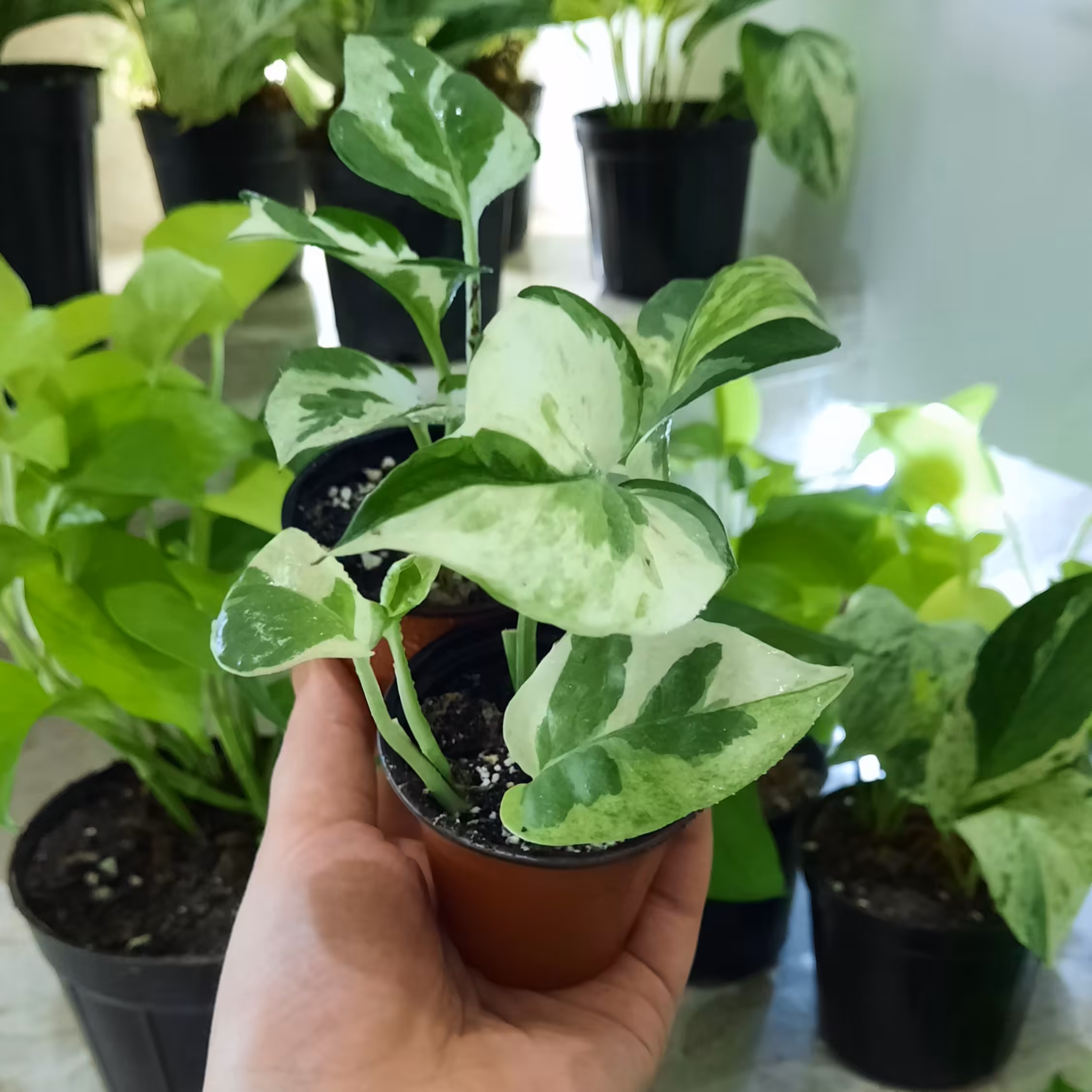 ارتشی گلدان نشا هزینه ی ارسال به عهده ی مشتری عزیز پسکرایه میباشد