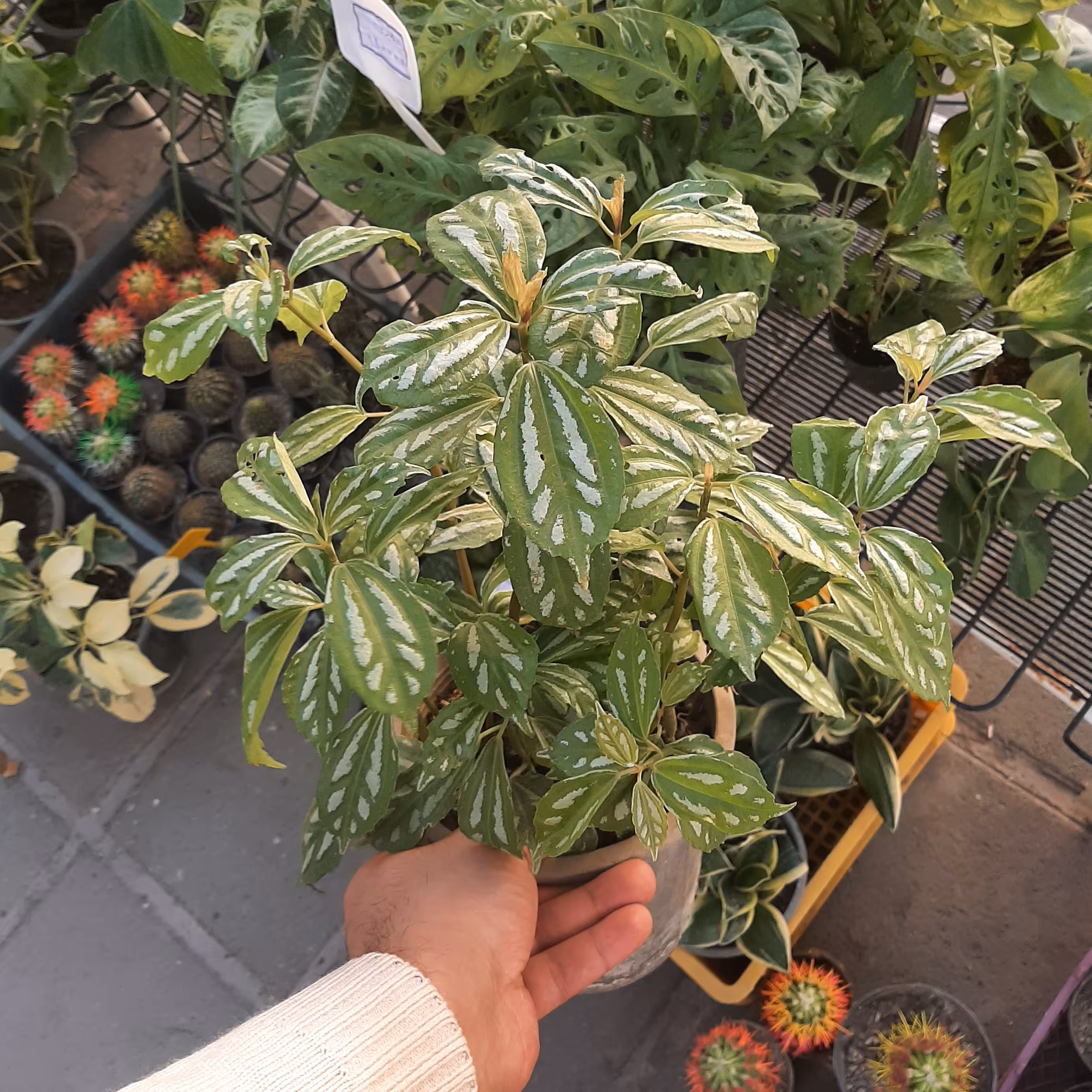 پیله آ  ( گلدان سطل 4 بسیار درشت و با کیفیت و آماده انتقال به گلدان بزرگتر )