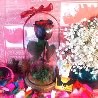 رز جاودان صدرا مدل دیو و دلبر بزرگ کد  DB 004 