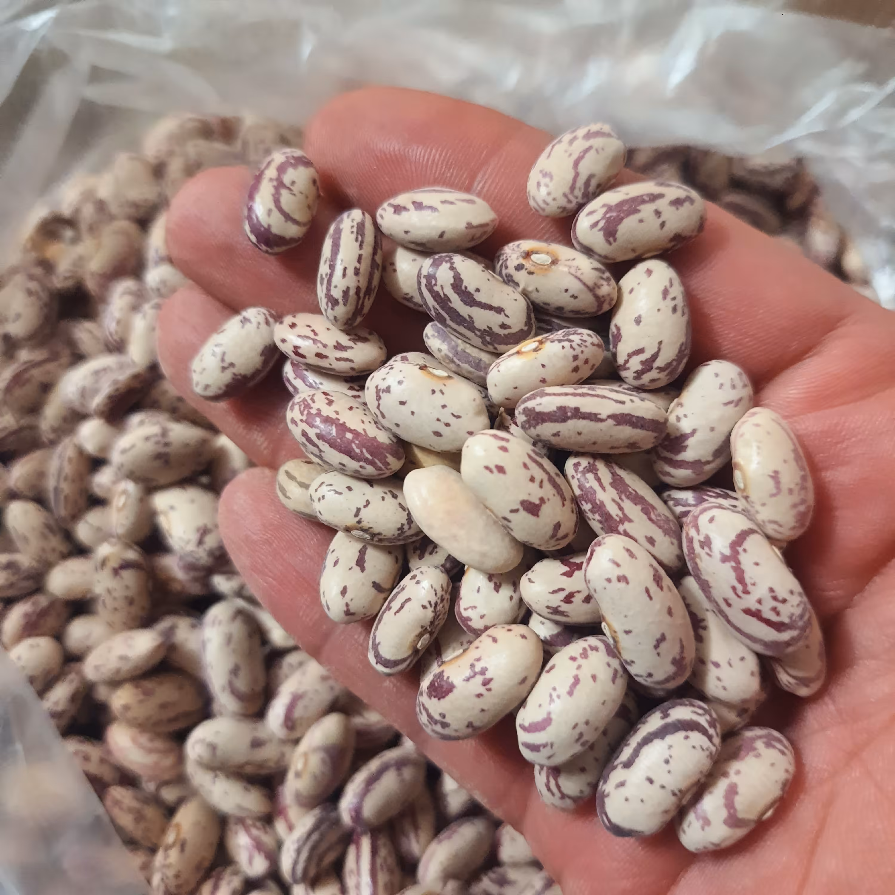 لوبیا چیتی خوشپخت و درجه یک  500گرمی