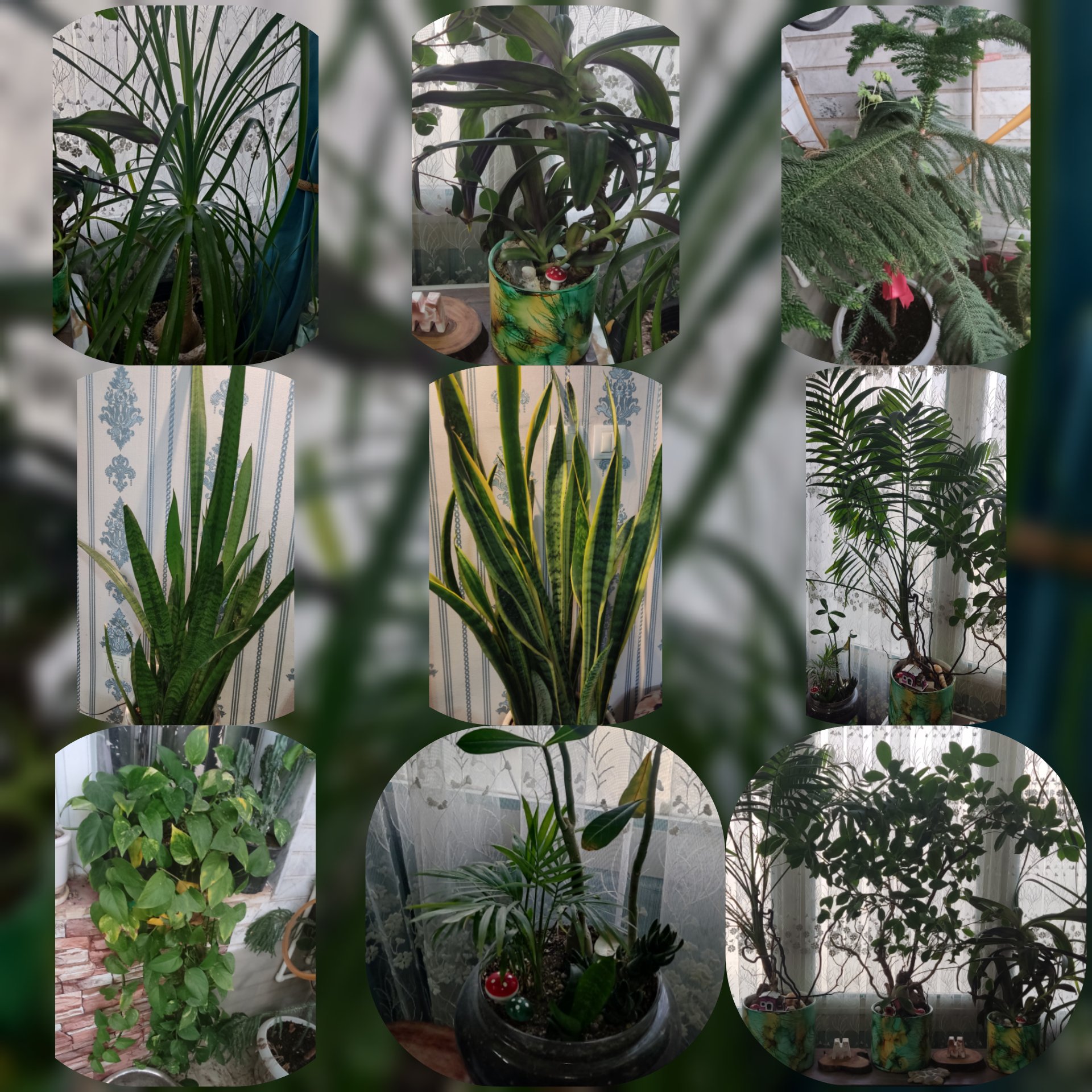 فروش انواع گل و گیاه آپارتمانی و باغچه ای