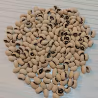 لوبیا چشم بلبلی