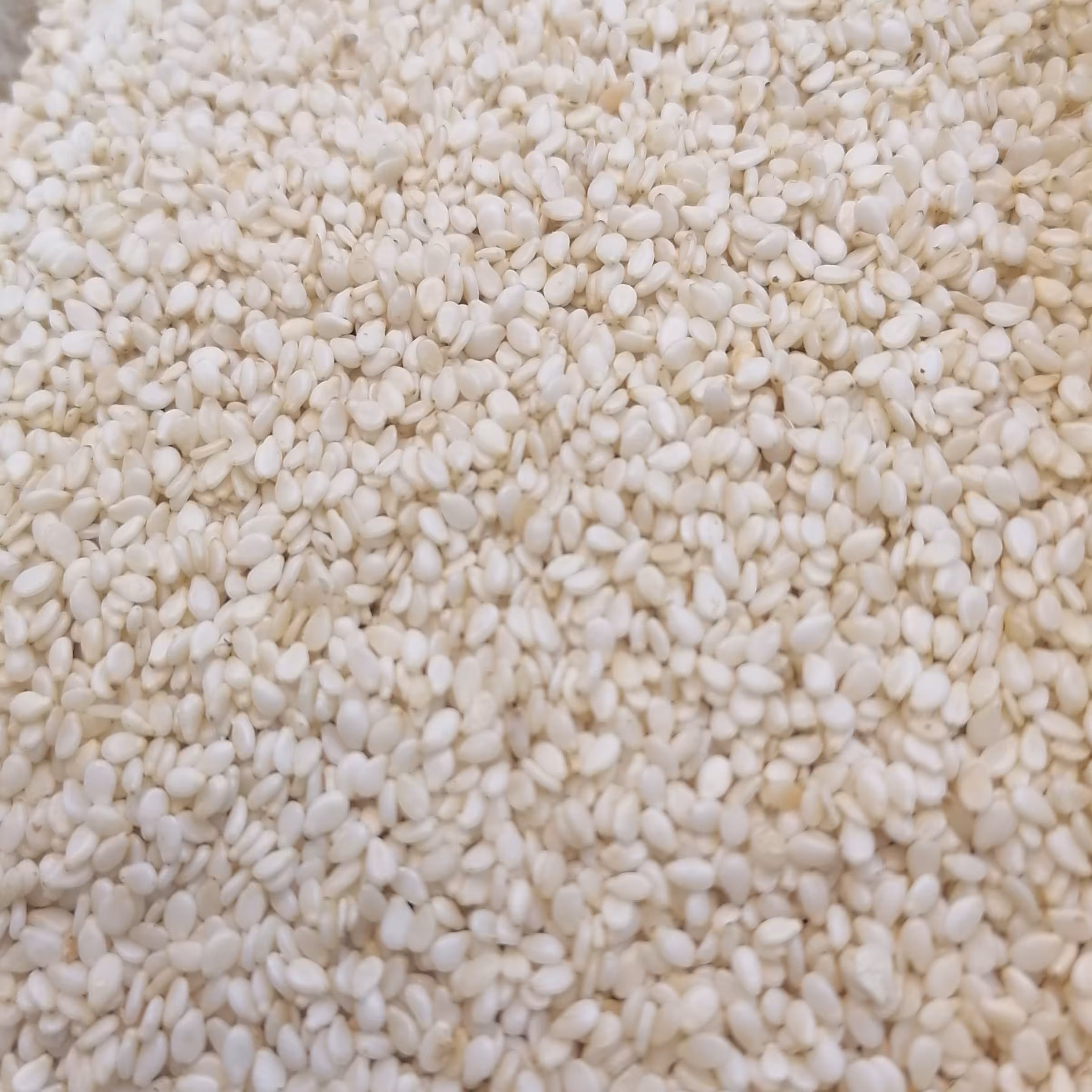 کنجد خام وبرشته