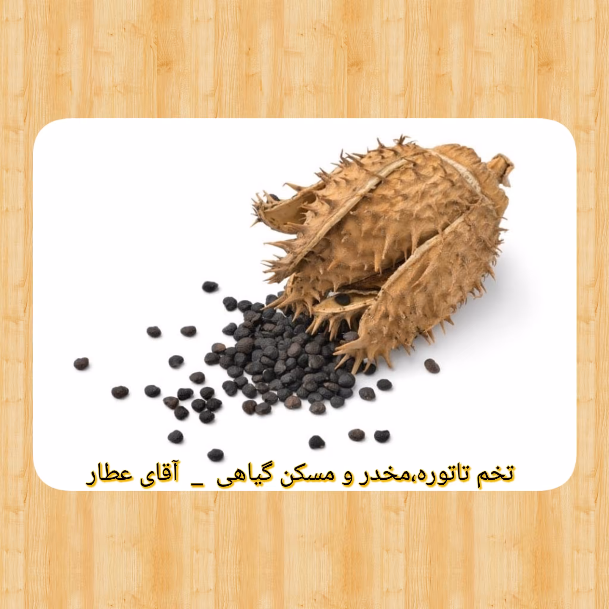 تخم تاتوره یا داتوره مسکن و معالج افیون سم زدا و آسم (150 گرم) آقای عطار