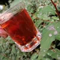 چای قلم،در بسته های 3کیلویی