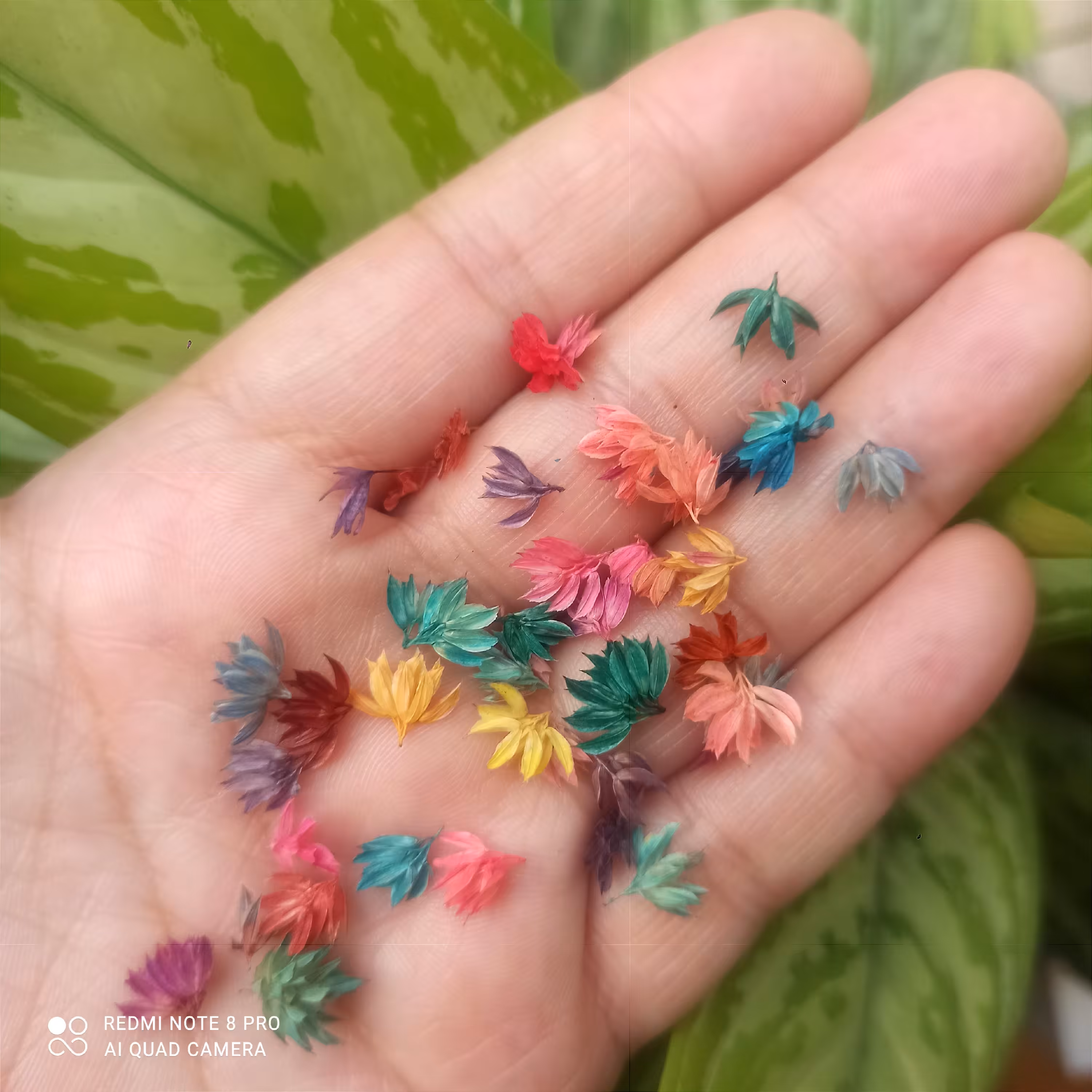 گل گوشواره پک 20 عددی