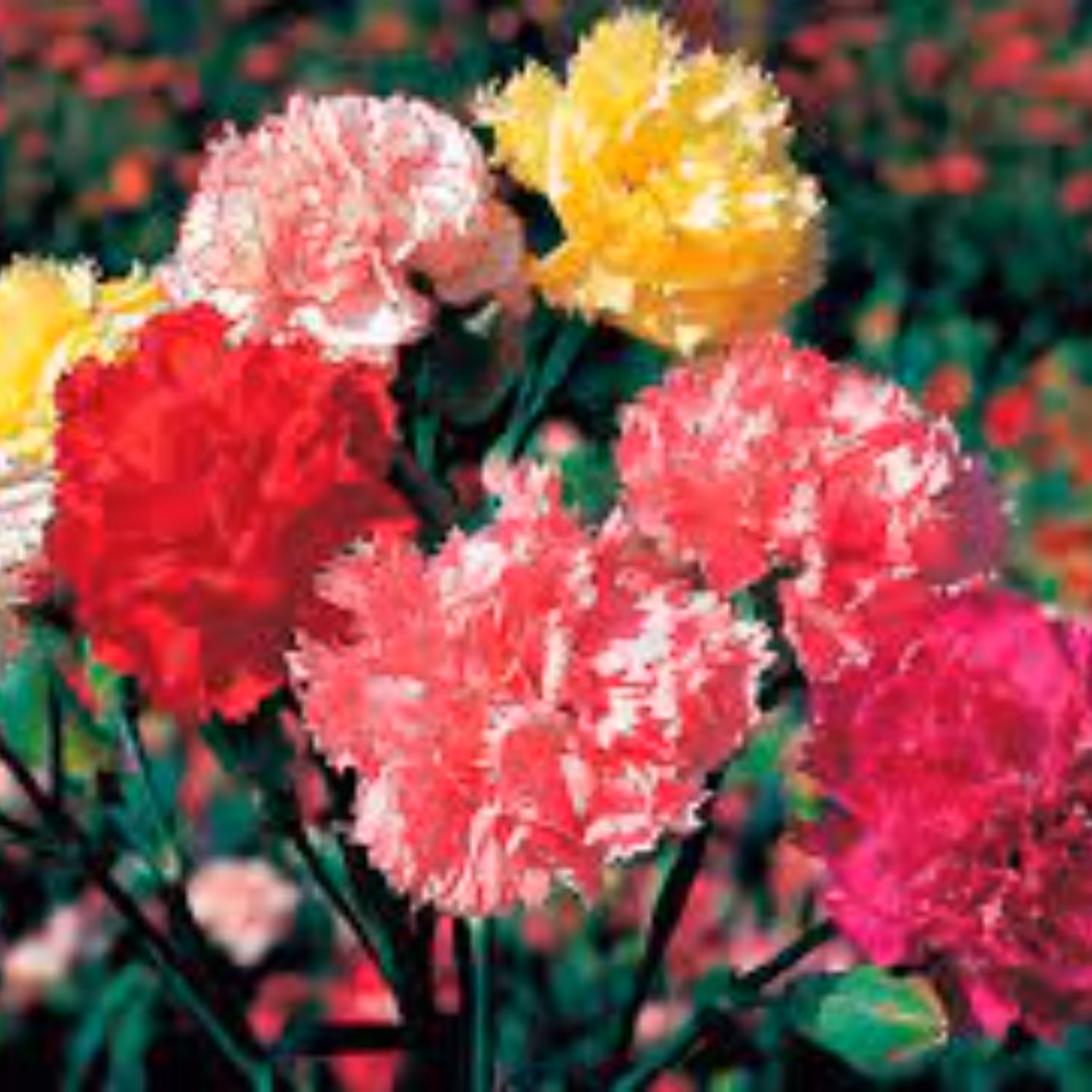 بذر میخک الوان چند ساله 40 عددی