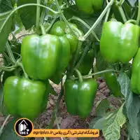 بذر فلفل دلمه متین پاسارگاد