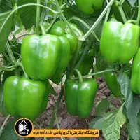 بذر فلفل دلمه متین پاسارگاد