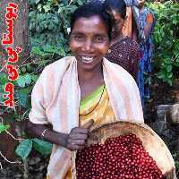 دان قهوه پی بی PB(Peaberry) مدیوم رست 1000 گرم