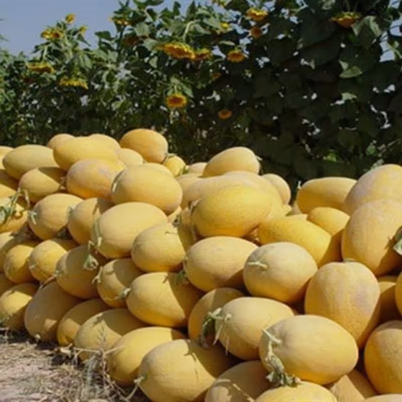 بذر خربزه ایوانکی 1گرمی