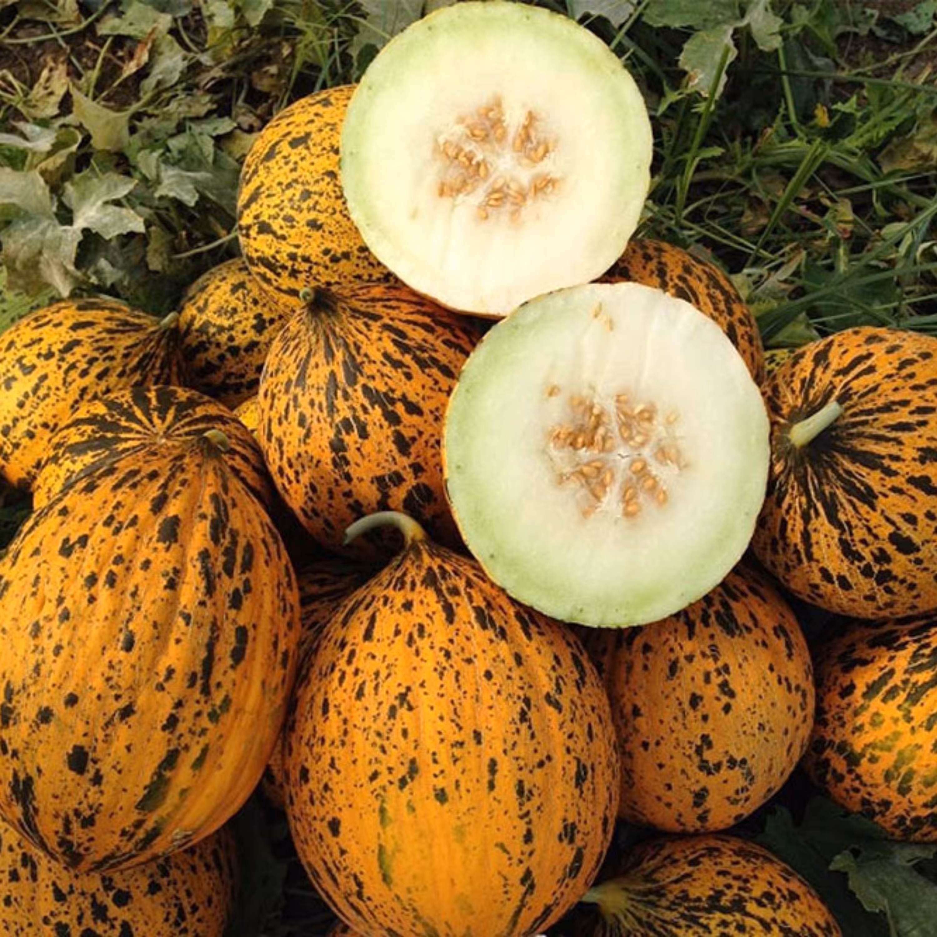 بذر ملون کارما فوق شیرین ترکیه ای بسته 10 عددی