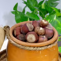 فندق خام نشکسته عمده 50کیلو