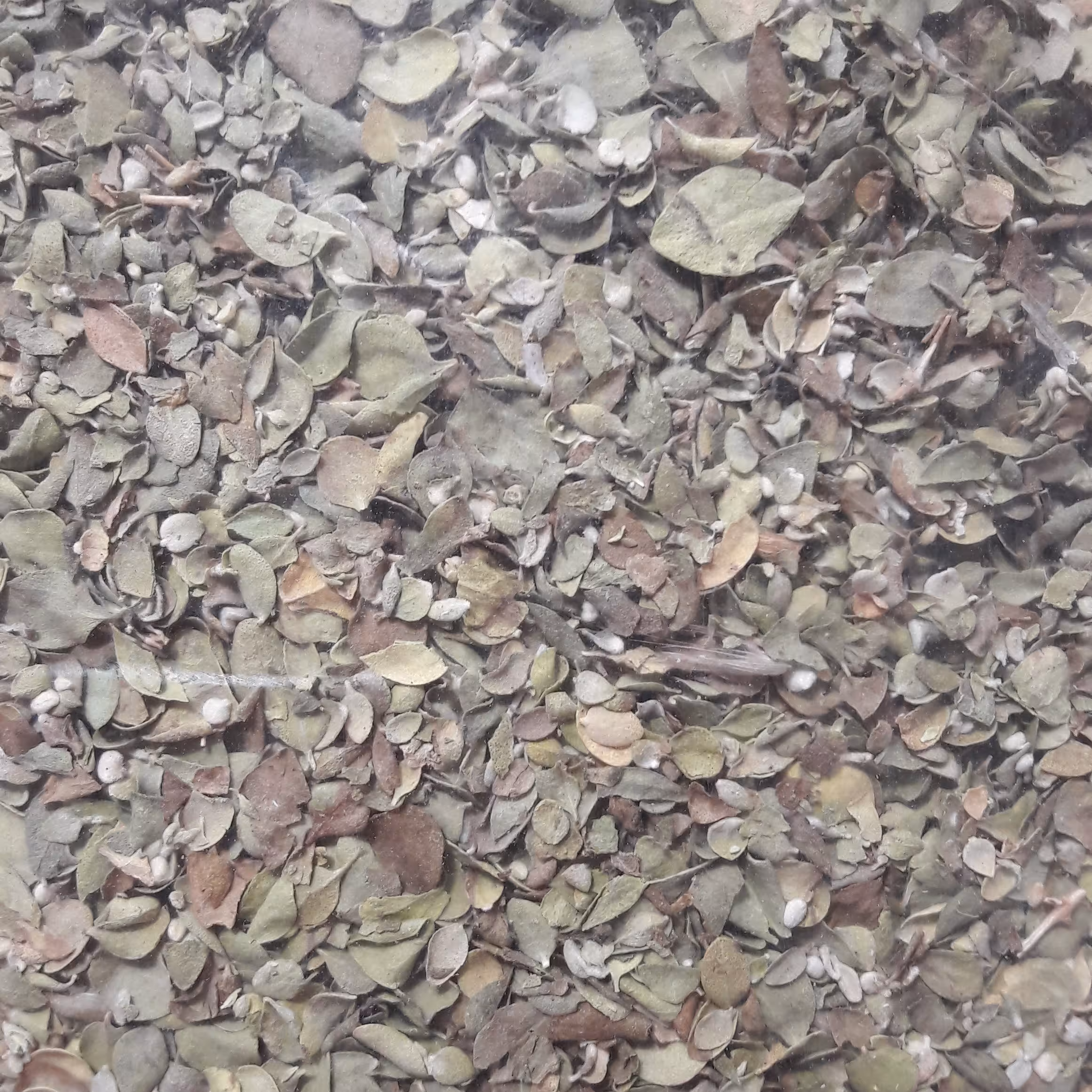 آویشن برگ تمیز و اعلاء 50 گرمی