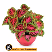 بذر گل حسن یوسف Superfine ساکاتا