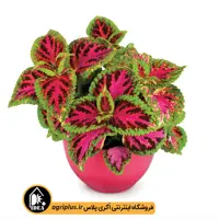 بذر گل حسن یوسف Superfine ساکاتا