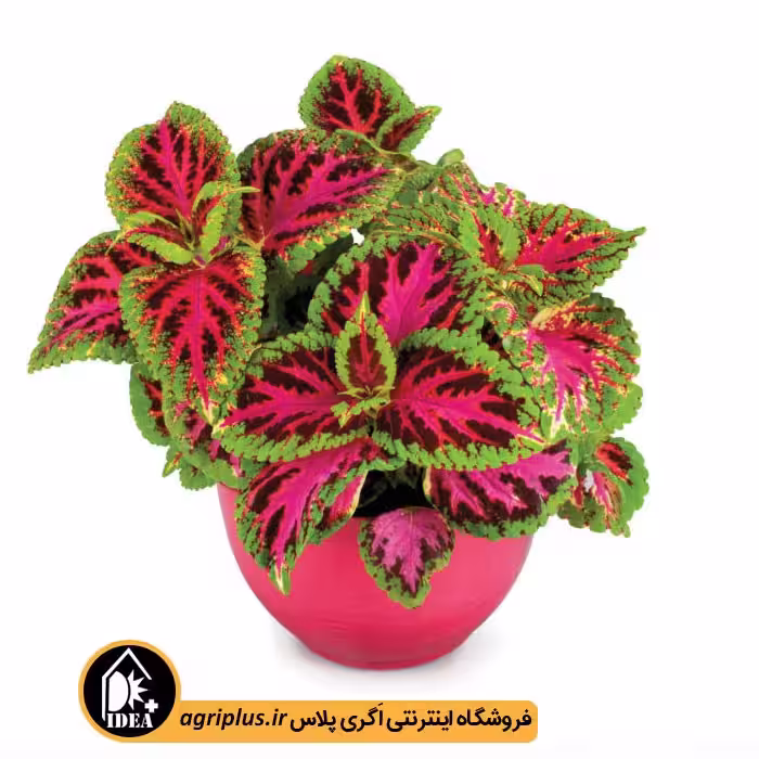 بذر گل حسن یوسف Superfine ساکاتا