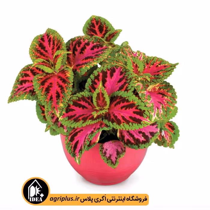 بذر گل حسن یوسف Superfine ساکاتا