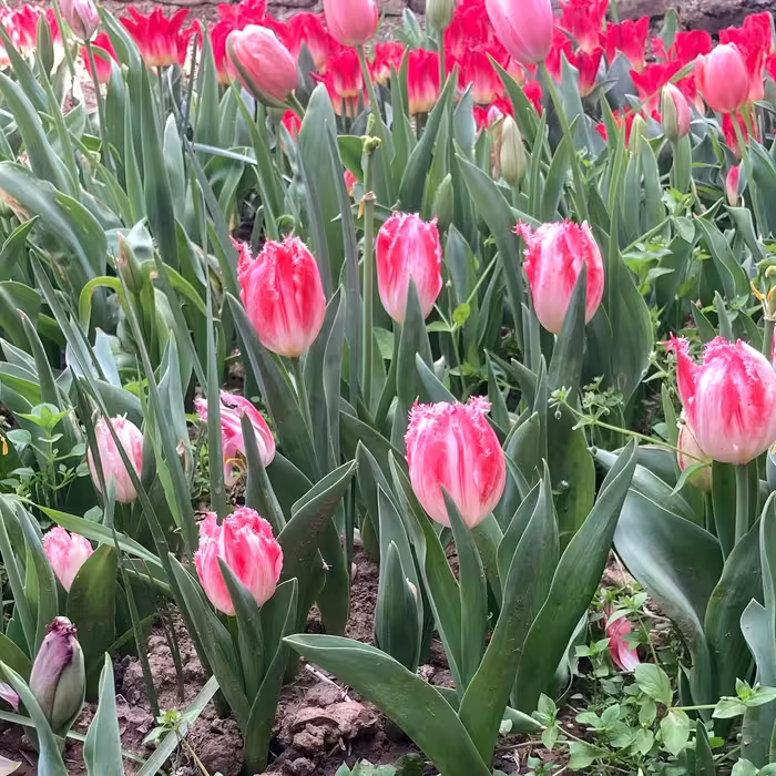 پیاز لاله هلندی(5عددمیکس)