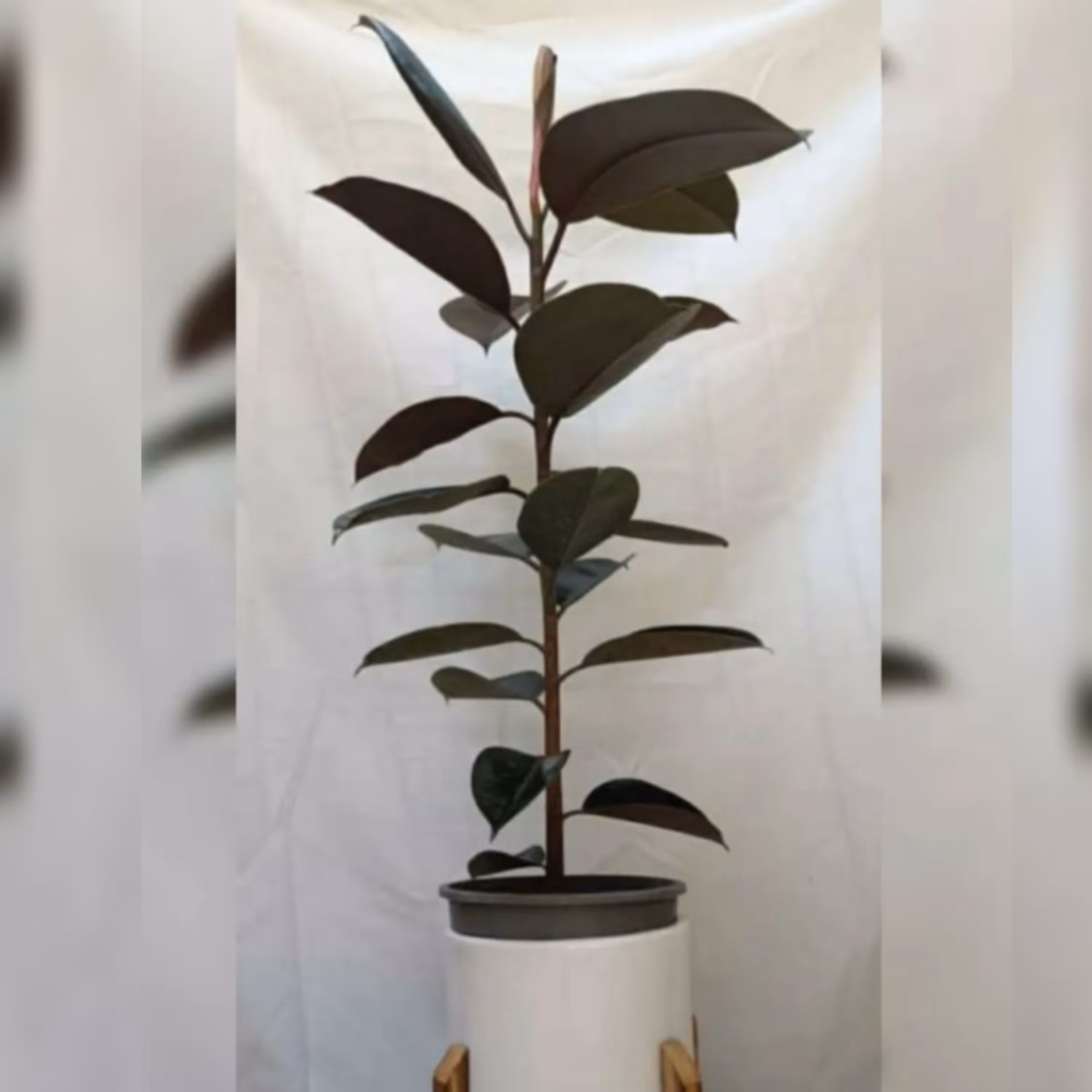 فیکوس بلک ارتفاع 1 متر