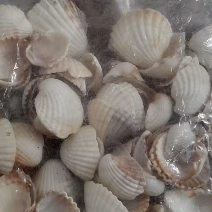 صدف یا گوش ماهی بصورت بسته بندی شده  در هر بسته