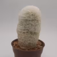 اسپستوا سفید کیفیت اعلا