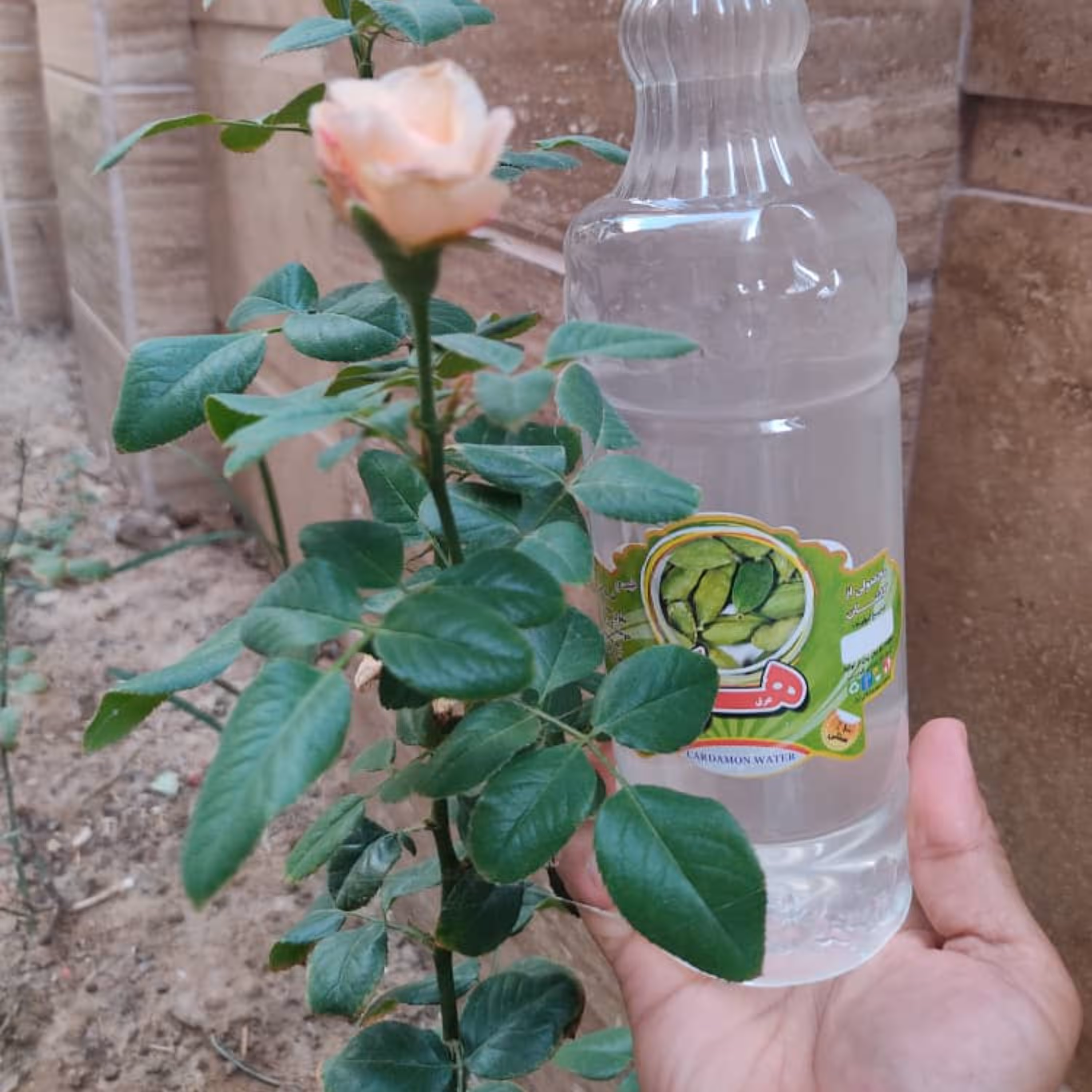 عرق هل (تضمین کیفیت) بسیار کاربردی ارسال رایگان