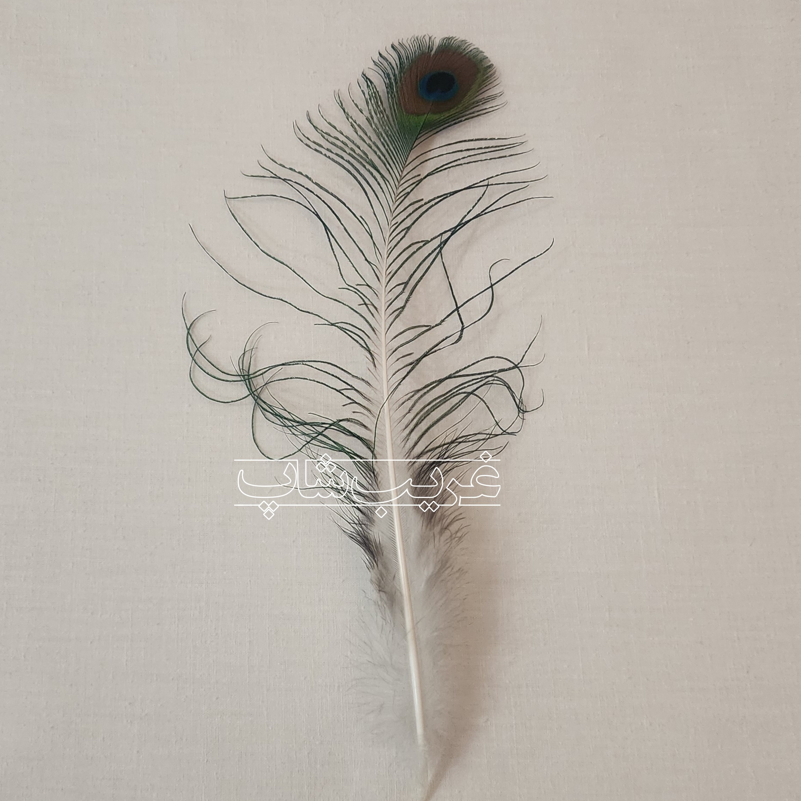 پر طاووس اصل - (درجه 2)