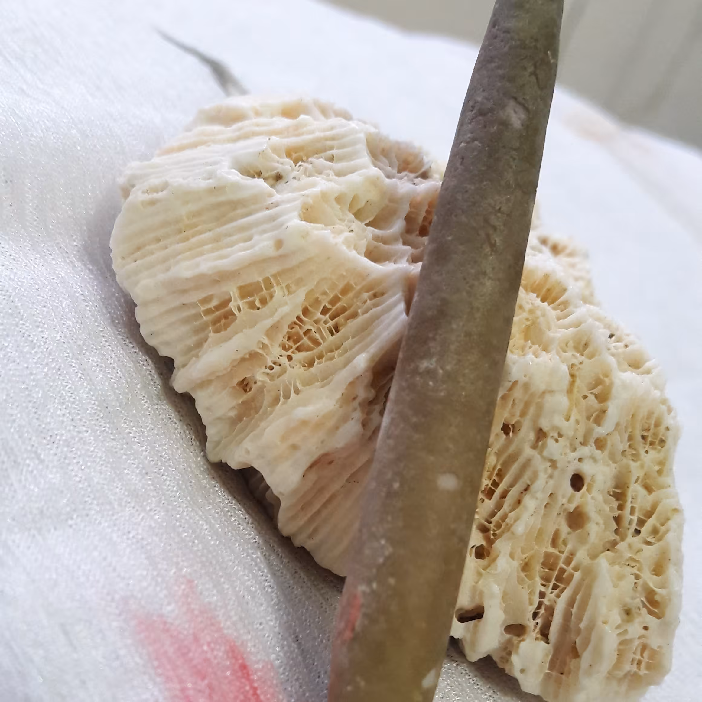 عرج البحر زیبا  کمیاب و اصل