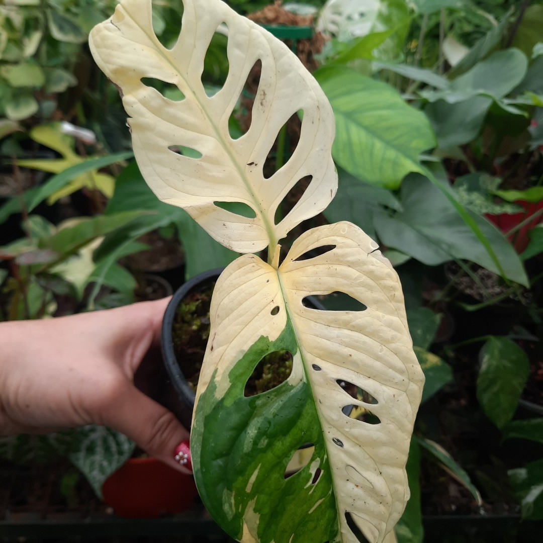 برگ حصیری ابلق 