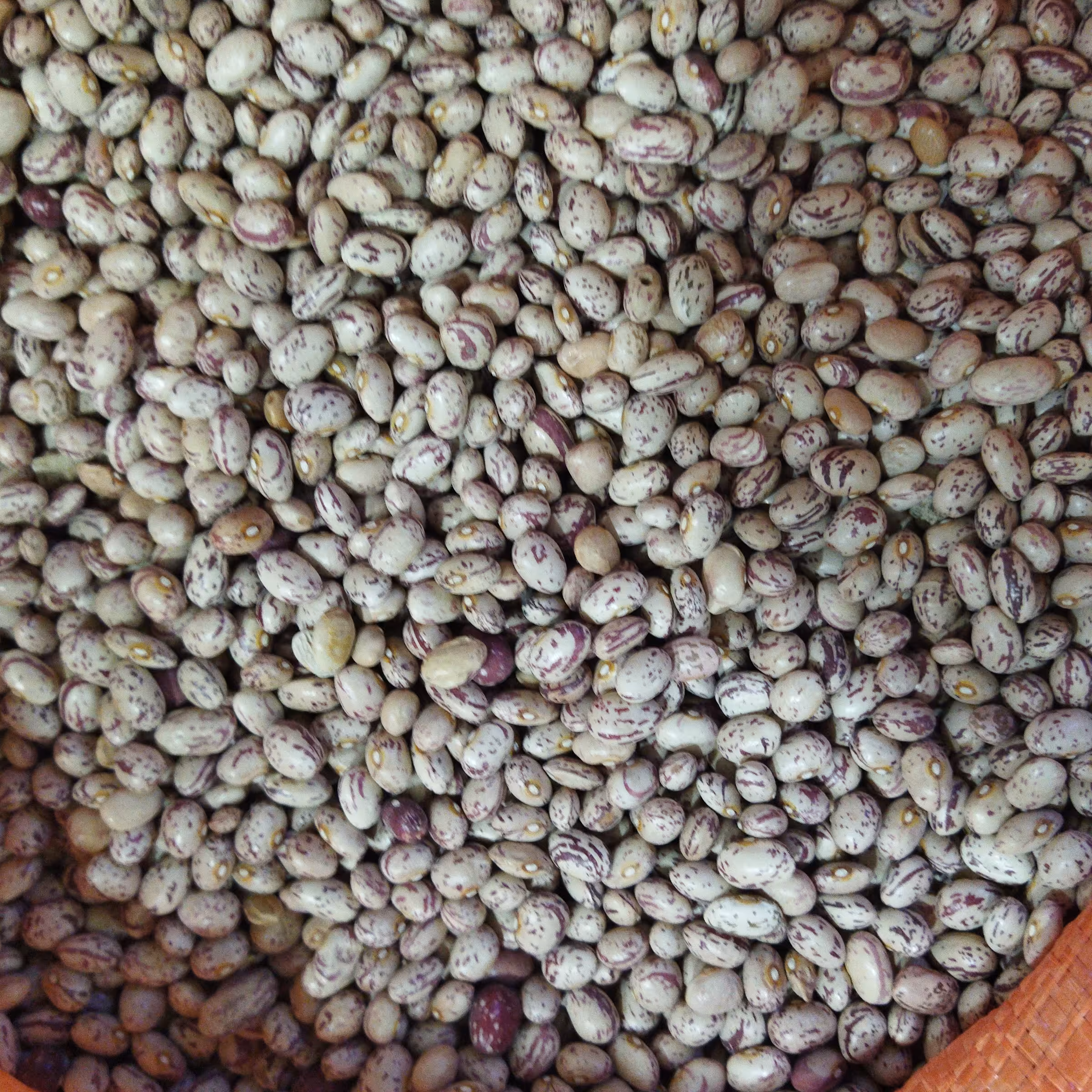 لوبیا چیتی اعلا