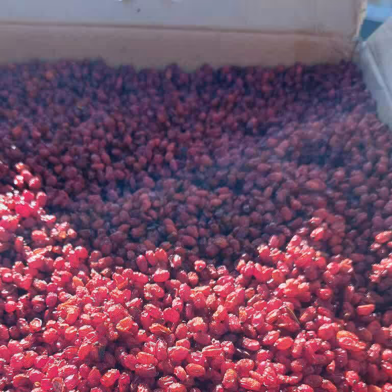 زرشک دانه اناری 500گرمی  خراسان جنوبی درجه یک با ارسال سریع و رایگان  