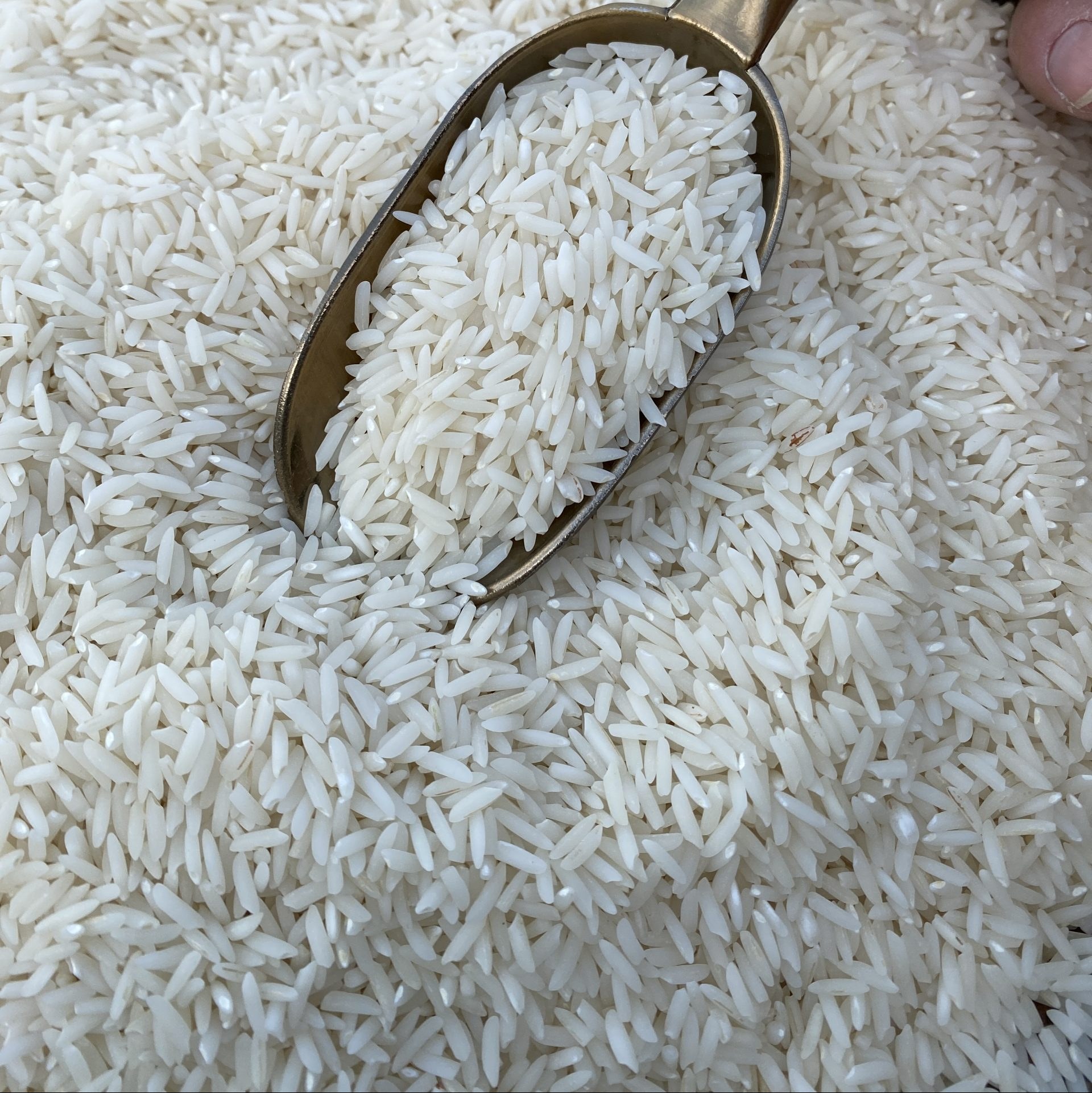 برنج طارم محلی اصیل امساله مازندران درجه یک الک شده بسته 20 کیلویی